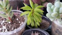 Лот: 9624296. Фото: 2. Пеперомия суккулент (peperomia... Комнатные растения и уход