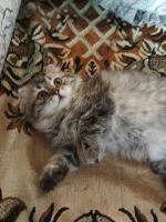 Лот: 11604509. Фото: 5. Котенок Шотландской вислоухой...