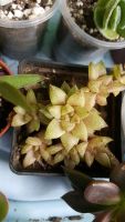 Лот: 7679927. Фото: 2. Хавортия (Haworthia) reticulata... Комнатные растения и уход
