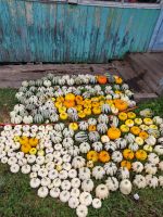 Лот: 14705927. Фото: 2. Тыква в наличии. Продукты