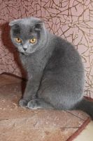 Лот: 3030073. Фото: 2. плюшевая котэ. Животные и уход