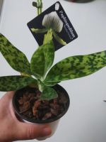 Лот: 16437404. Фото: 2. Орхидея пафиопедилум Мауди. Комнатные растения и уход