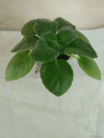 Лот: 13705839. Фото: 2. Фиалка ЛЕ-Дон Корлеоне ( детка... Комнатные растения и уход