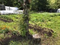 Лот: 25516639. Фото: 6. 1-комн. дача , СНТ Единение СНТ...