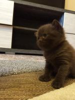 Лот: 4915417. Фото: 3. Британский котенок шоколадного... Растения и животные