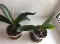 Лот: 9657096. Фото: 2. Орхидея фаленопсис. Комнатные растения и уход