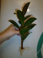 Лот: 1454652. Фото: 3. черенок фикуса с корнями. Растения и животные