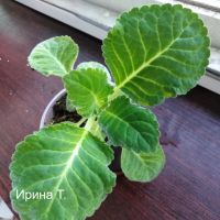 Лот: 14001929. Фото: 3. Глоксиния "ЕН Кардинал Ришелье... Растения и животные