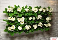 Лот: 7862335. Фото: 3. Фитомодуль 104х67 см для вертикального... Растения и животные