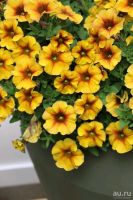 Лот: 13566348. Фото: 4. Вегетативная петуния Новинка Pethoa... Красноярск