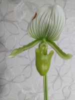 Лот: 16437404. Фото: 7. Орхидея пафиопедилум Мауди