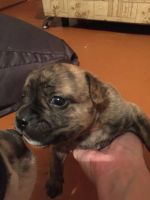 Лот: 12297218. Фото: 4. щенки 1 месяц. Красноярск