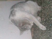 Лот: 3010935. Фото: 3. Отдаю кошку красивую :). Растения и животные