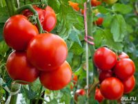 Лот: 9401539. Фото: 6. Взрослая Качественная Рассада...