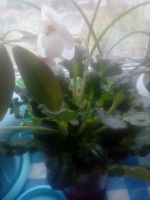 Лот: 18627904. Фото: 3. Сортовая фиалка " Белая Мадонна... Растения и животные