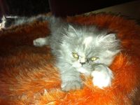 Лот: 1053342. Фото: 3. Персидский котенок девочка. Растения и животные
