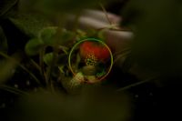 Лот: 6138635. Фото: 4. Клубника прямо с куста сортов...