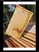 Лот: 11832624. Фото: 4. Экологически чистый таёжный мёд...