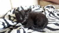 Лот: 11615732. Фото: 3. Котенок черный 2 мес. Растения и животные
