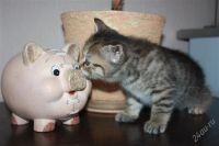 Лот: 2336075. Фото: 2. Шотландская прямоухая кошечка. Животные и уход