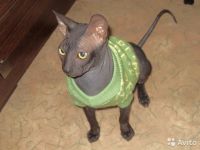 Лот: 5983852. Фото: 5. Котята Донского сфинкса