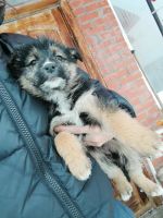 Лот: 18309786. Фото: 4. Щенки. Подари шанс малышу. Красноярск