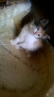 Лот: 7027407. Фото: 7. котята