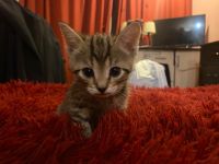 Лот: 24613146. Фото: 3. Котята. Растения и животные
