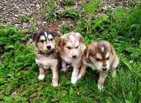 Лот: 13954325. Фото: 4. Щенки помесь охотничья и Хаски... Красноярск