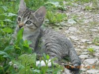 Лот: 10015202. Фото: 4. отдадим красивых котят. Красноярск