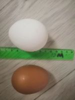 Лот: 17502927. Фото: 2. Яйца домашние. Продукты