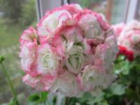 Лот: 16192035. Фото: 4. Пеларгония (герань) Apple Blossom... Красноярск