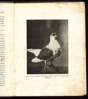 Лот: 7556174. Фото: 3. Семен Юшкевич. Голуби . История... Коллекционирование, моделизм