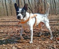 Лот: 2763088. Фото: 3. Самый верный пес!!только самым... Растения и животные