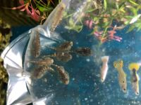 Лот: 16470164. Фото: 6. Псевдоскат - Севелия Линеолата