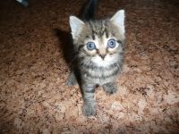 Лот: 3257414. Фото: 3. Котенок. Растения и животные