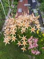 Лот: 25709356. Фото: 15. 2-комн. дача , садоводческое некоммерческое...