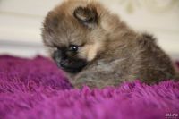 Лот: 10215533. Фото: 3. Шпиц медвежонок мальчик. Растения и животные