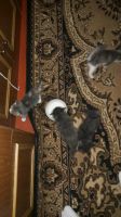 Лот: 10964698. Фото: 4. Котята. Красноярск