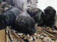 Лот: 18945903. Фото: 7. Умная Охотница ищет Дом.