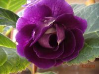 Лот: 7330421. Фото: 3. Глоксиния цветущая махровая. Цена... Растения и животные