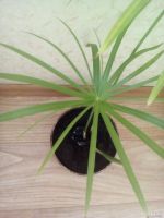 Лот: 13645530. Фото: 2. Циперус. Комнатные растения и уход