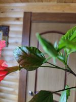 Лот: 20338292. Фото: 4. Комнатный цве. Красноярск