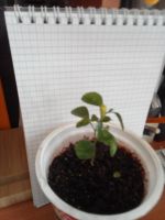 Лот: 15891623. Фото: 3. Муррайя цветет. Растения и животные