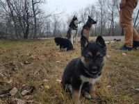 Лот: 16795888. Фото: 6. Щенки хаски, немецкая овчарка