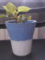 Лот: 5495844. Фото: 4. бальзамин (ванька мокрый). Красноярск