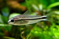 Лот: 16201252. Фото: 2. Коридорас пигмей (Corydoras pygmaeus... Аквариумистика