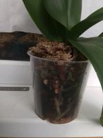 Лот: 11728935. Фото: 2. Орхидея фаленопсис. Комнатные растения и уход