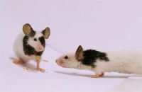 Лот: 3600092. Фото: 2. Японские мыши. Животные и уход