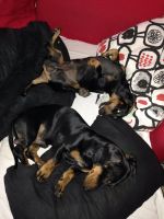 Лот: 5979295. Фото: 3. Такса мальчик 1,5 года. Растения и животные